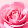 NUXE – Very Rose Eau Micellaire Démaquillante Apaisante, 750 ml