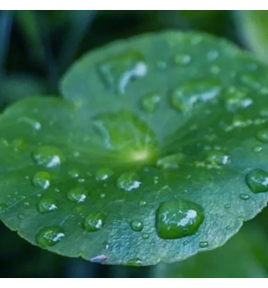 Lazartigue – Cica-Calm Shampoing Apaisant, 250 ml