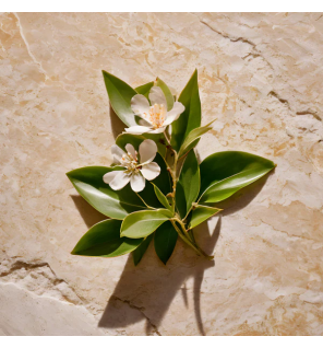 Lazartigue – Sérum d’Exception Thermo-protecteur, 50 ml