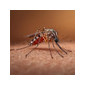 Anti Moustiques et Insecticides