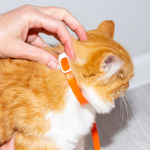 Produits antiparasitaires (colliers, pipettes, sprays)