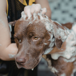 Shampoings et produits de toilettage